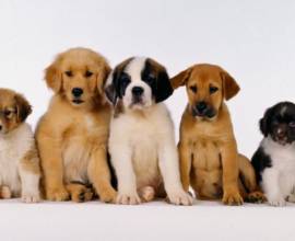 Папиломи при кучета снимка, лечение, причини и видове