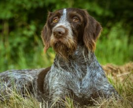 Папиломи при кучета снимка, лечение, причини и видове
