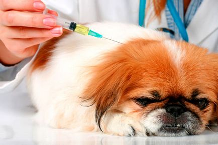 Папиломи при кучета симптоми и възможности за лечение
