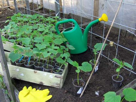 Оранжерии за краставици как да се изгради със собствените си ръце, изисквания, видео обучение, експертни съвети