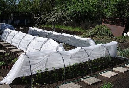 Оранжерии за краставици как да се изгради със собствените си ръце, изисквания, видео обучение, експертни съвети