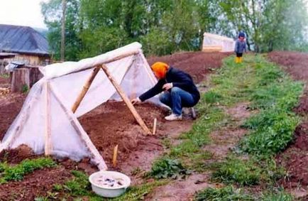 Парникови с ръцете си за краставици, домати, чушки, зеле, в градината, на балкона - моят живот