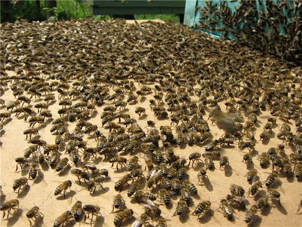 Bee рояк - блог пчелар
