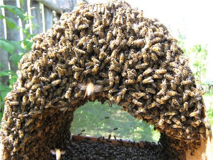 Bee рояк - блог пчелар