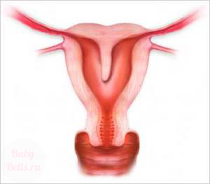 Дялът в матката по време на бременност и външен вид характеристики
