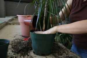 Защо се притеснява листа, стайни растения