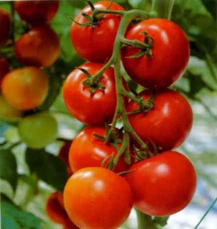 Защо изсъхване по доматени листа