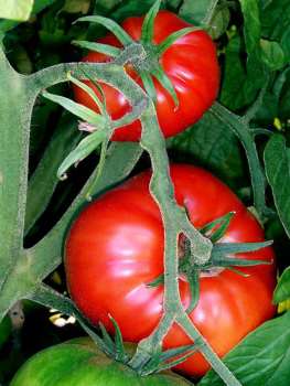Защо листата пожълтяват домати от 7 основни причини