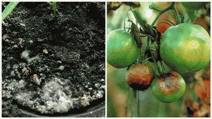 Защо листата пожълтяват домати имат и как да се отнасяме