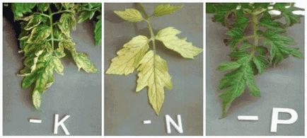 Защо листата пожълтяват домати имат и как да се отнасяме