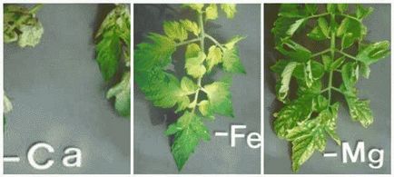 Защо листата пожълтяват домати имат и как да се отнасяме