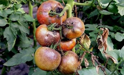 Защо листата пожълтяват домати в оранжерията, основните причини за пожълтяване