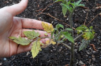 Защо листата пожълтяват в доматите в оранжерия и открито поле обработваема земя