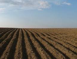 Почвата в градината - състава и свойствата на почвата, методи обработка на почвата