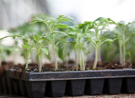 Получаване на семена и правилното отглеждане на доматен разсад в дома
