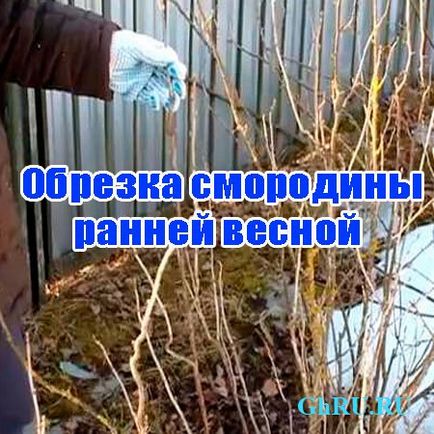 Торене през пролетта бели касис бяло френско грозде - засаждане и грижи, подрязване и размножаване (бял) Торене през пролетта бяло френско грозде бяло френско грозде - засаждане и грижи, подрязване и размножаване