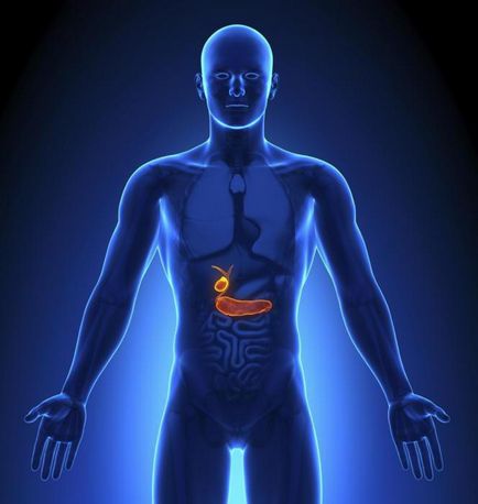 Панкреас анатомия и функция на заболяването