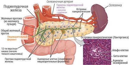 Човешки панкреаса, неговата структура и функция