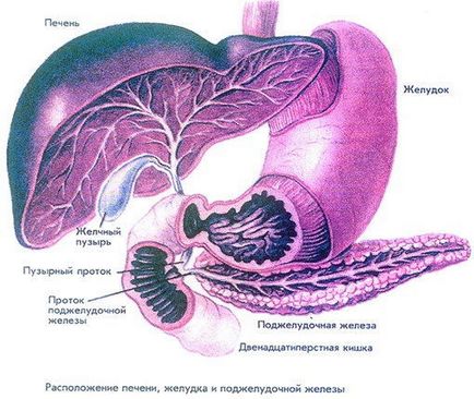 Човешки панкреаса и неговата анатомия (позицията и структура)