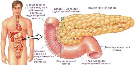 Човешки панкреаса и неговата анатомия (позицията и структура)