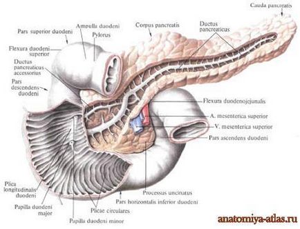Панкреас - е