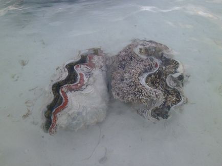 Гмуркане без леко (гмуркане вода) при потапяне във вода, без леко