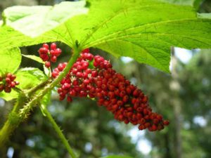 Полезна билка Goutweed, неговите свойства и снимка в близък план (в близост) Полезна билка Goutweed, неговите свойства и близки снимки