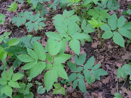 Полезна билка Goutweed, неговите свойства и близки снимки