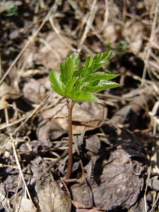 Полезна билка Goutweed, неговите свойства и близки снимки