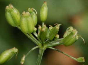 Полезните свойства на Goutweed, използването на растения в медицината
