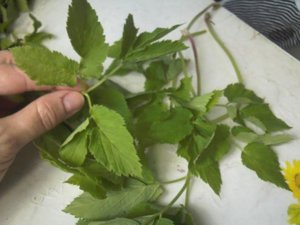 Полезните свойства на Goutweed, използването на растения в медицината