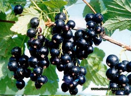 Поливане френско грозде вила