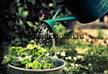 Напояване на градини със собствените си ръце, сутрин и вечер, фото и видео