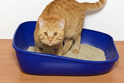 Кървава диария при котките причинява, лечение, профилактика, домашни животни