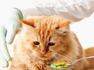Кървава диария при котките причинява симптомите, лечението