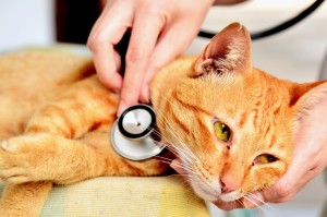 Кървава диария при котките причинява симптомите, лечението