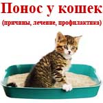 Диария при котките причинява, лечение, профилактика и ветеринарна служба на региона Владимир