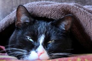 Диария при котки, причини, симптоми, лечение