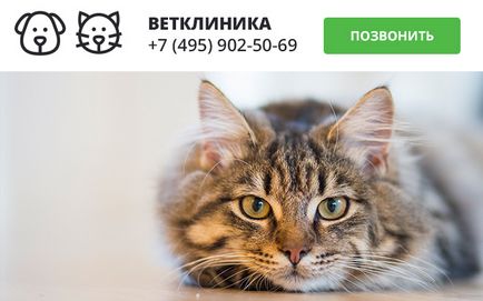 Диария при котки - Симптоми, причини, диагностика, всичко за котки