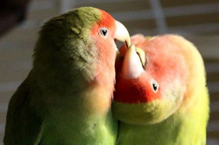 Папагали, неразделки - снимки, описание, съдържание, хранене, размножаване