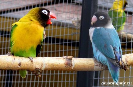 Папагали неразделки техните характеристики и грижи, дивата природа