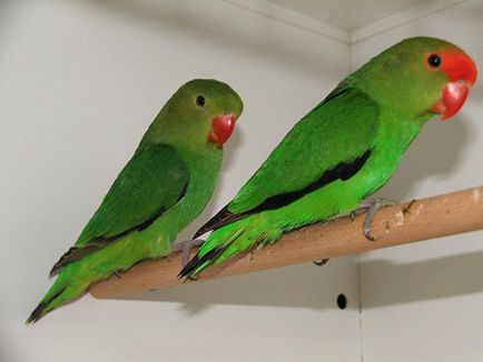 Папагали неразделки видове, снимка, грижа и поддръжка в домашни условия
