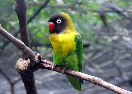 Папагали неразделки видове, снимка, грижа и поддръжка в домашни условия