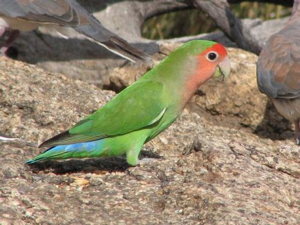 Parrot неразделки водене, хранене и отглеждане