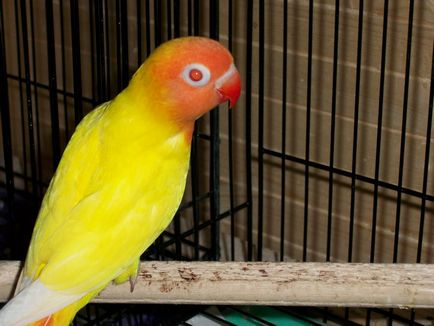 Parrot неразделки водене, хранене и отглеждане