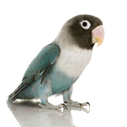 Parrot неразделки водене, хранене и отглеждане