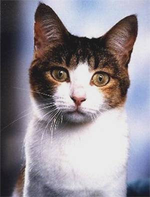 Cat порода турска ангорска котка снимка цена