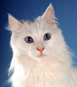 Cat порода турска ангорска котка снимка цена