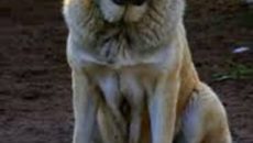 порода куче водолаз (Нюфаундленд) описание