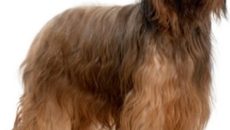 порода куче водолаз (Нюфаундленд) описание